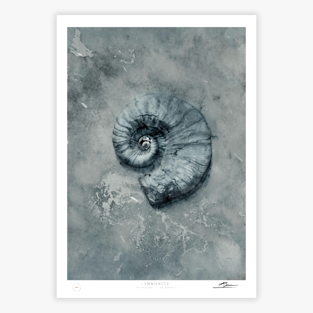 Ammonite