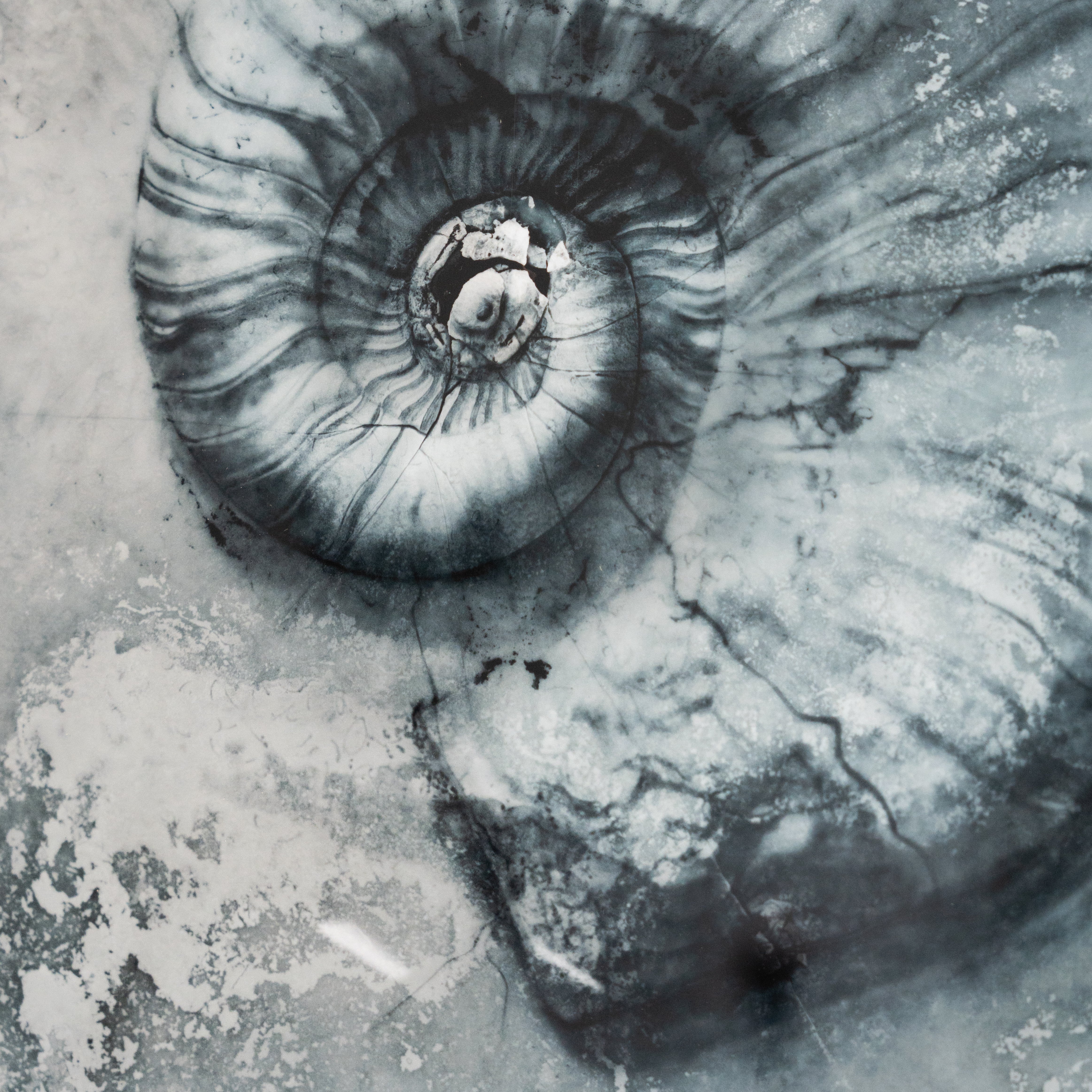 Ammonite